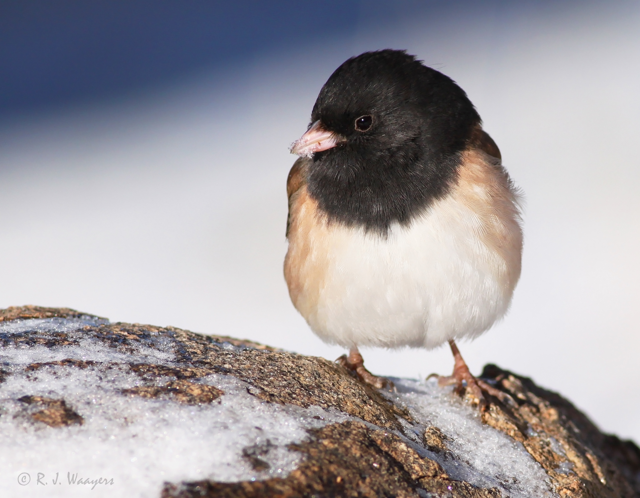 39767238413_9d3f4f9f38_o