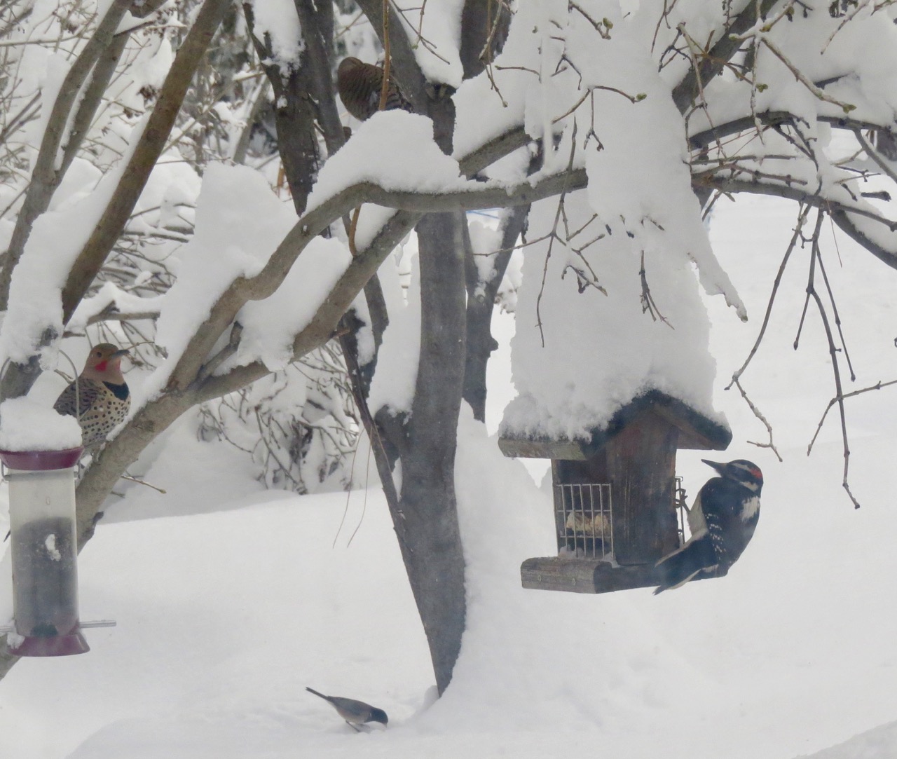 flickers &amp; woodpecker &amp; junco