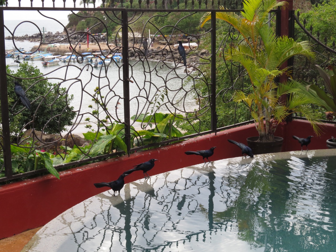 Grackles with fishing boats