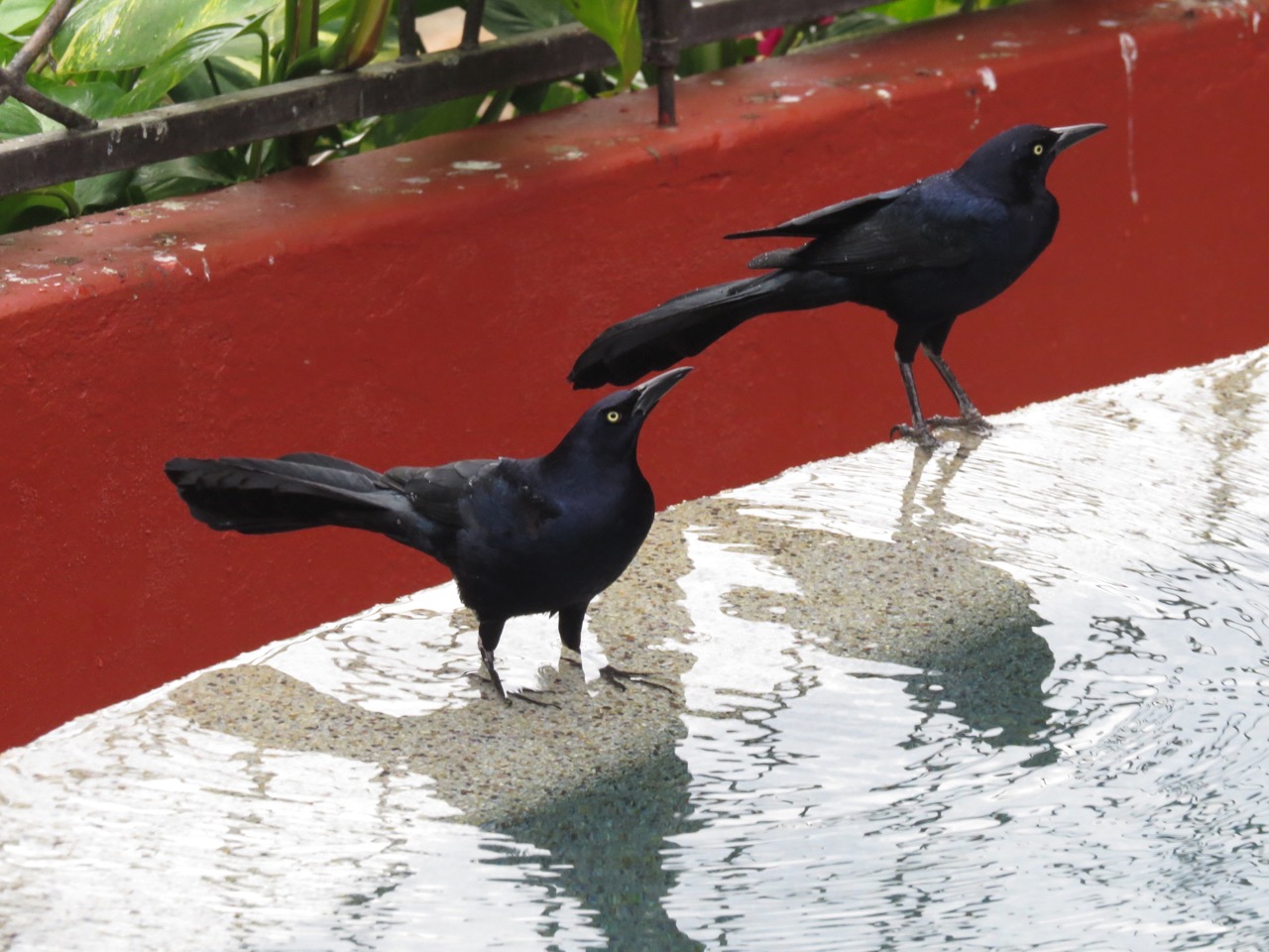 Great-tailed Grackes--2