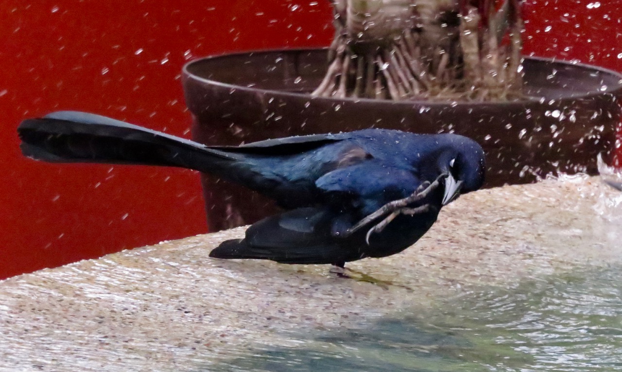 Great-tailed Grackle bathing