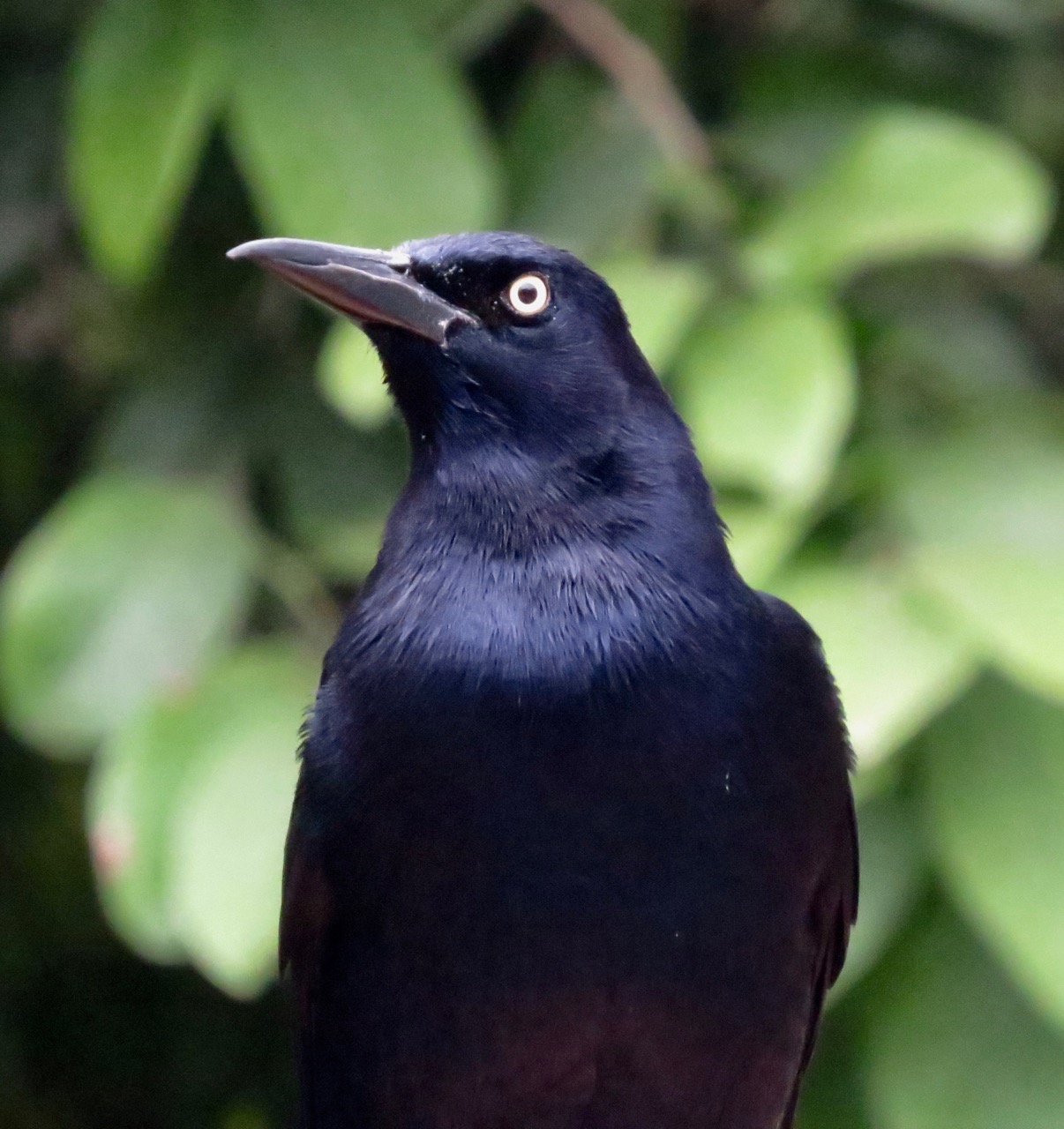 Great-Tailed Grackle close-green leaves
