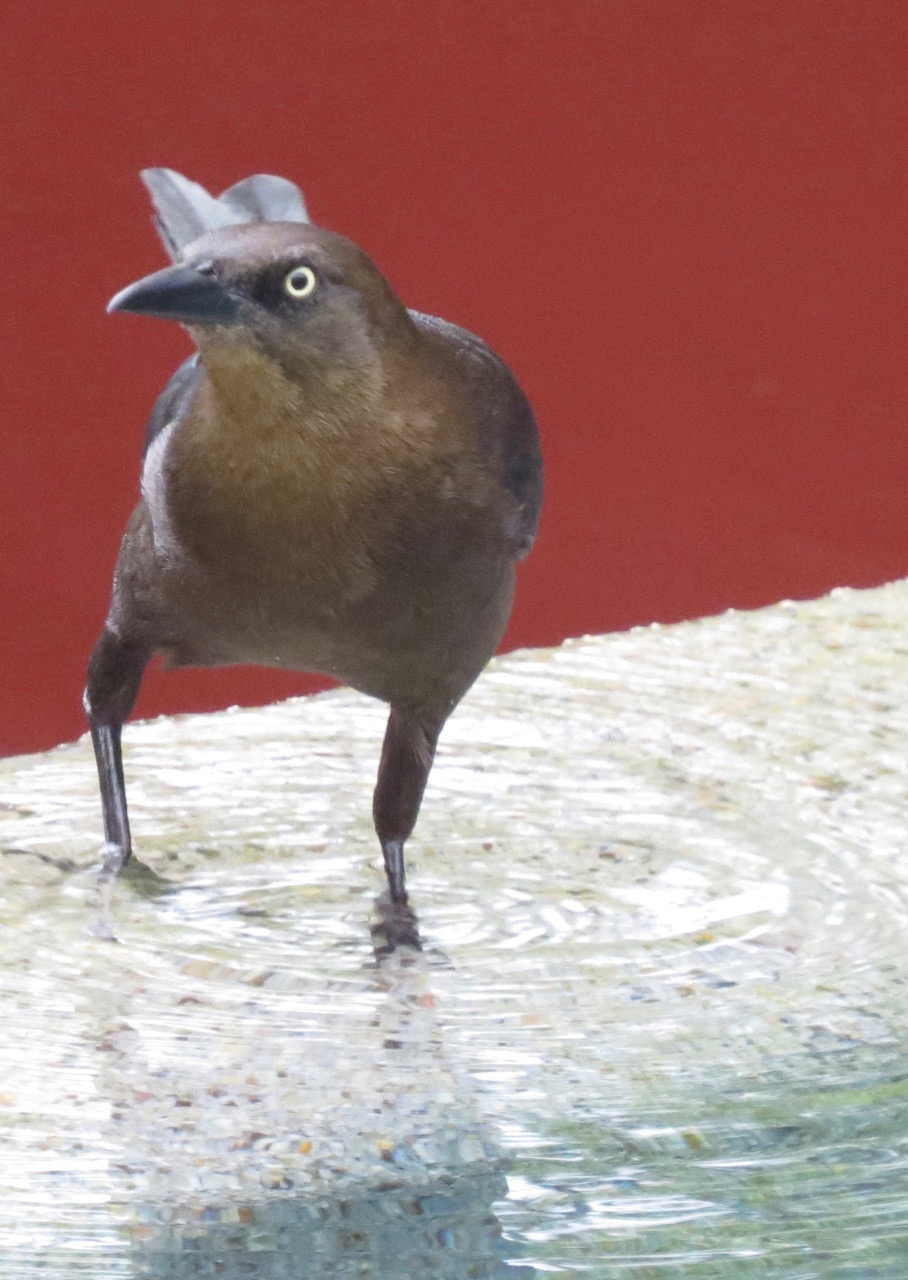Great-tailed Grackle female