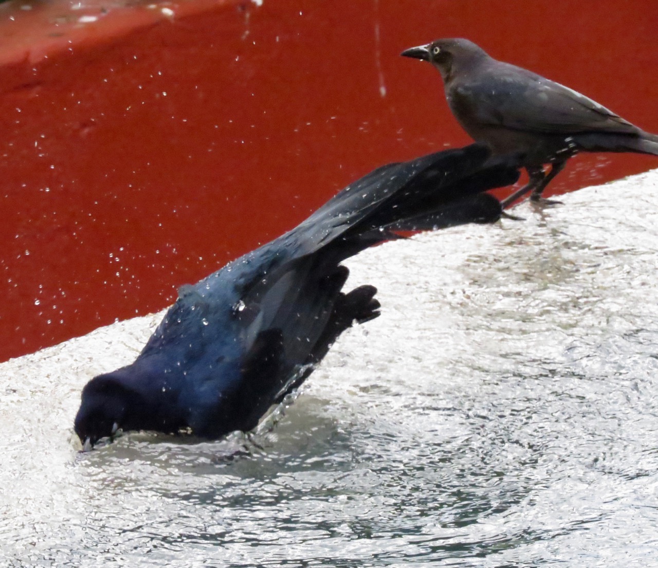 Great-Tailed Grackle immersed