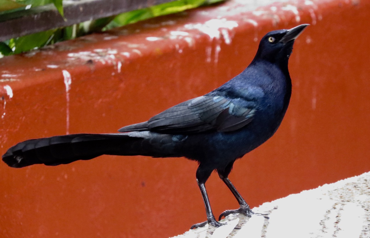 Great-tailed Grackle male