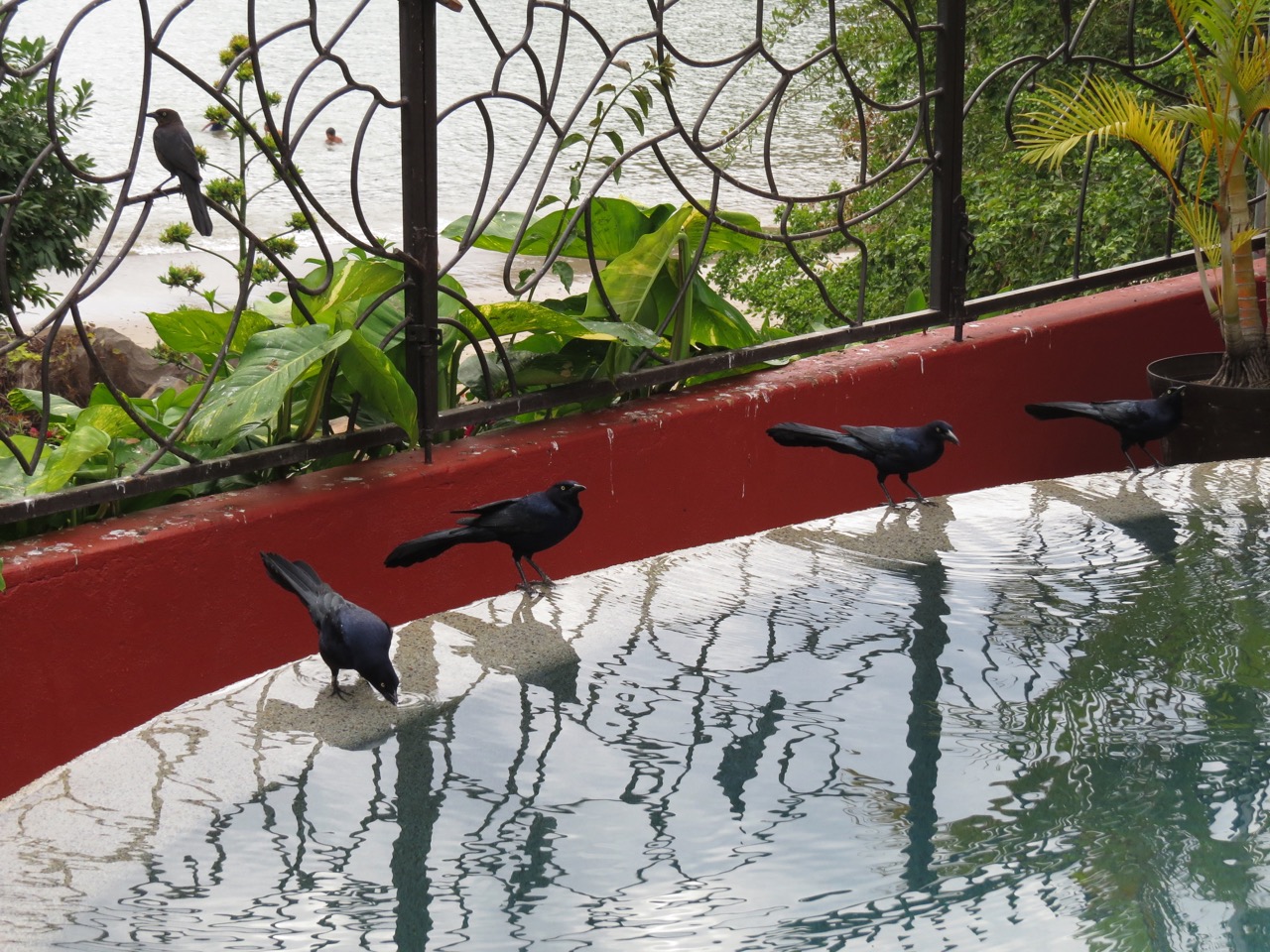 Great-tailed Grackle scene