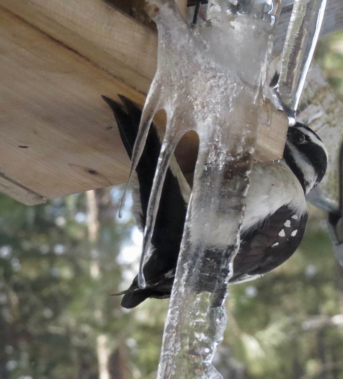 hairy woodpecker