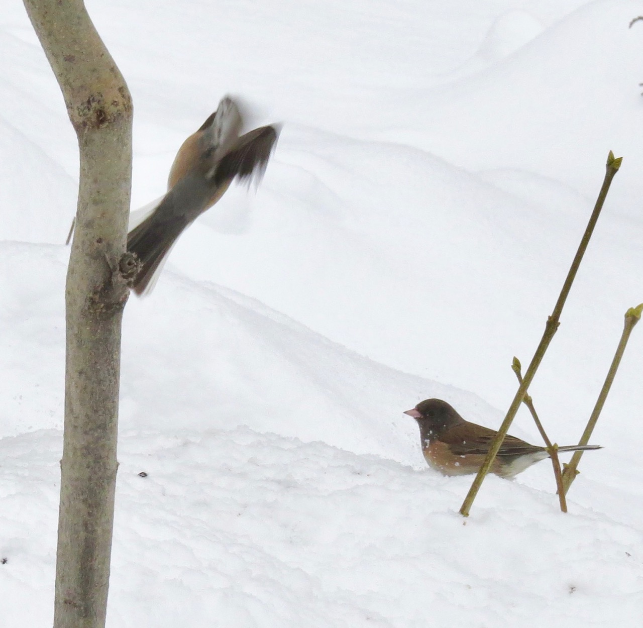 junco flying off