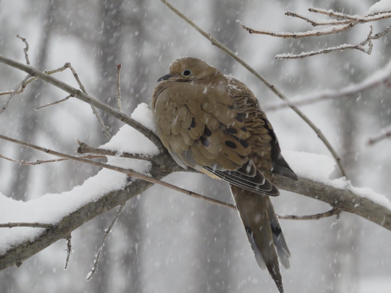 mourning dove - snowstorm