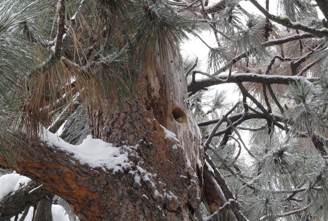 pygmy nuthatch in hole
