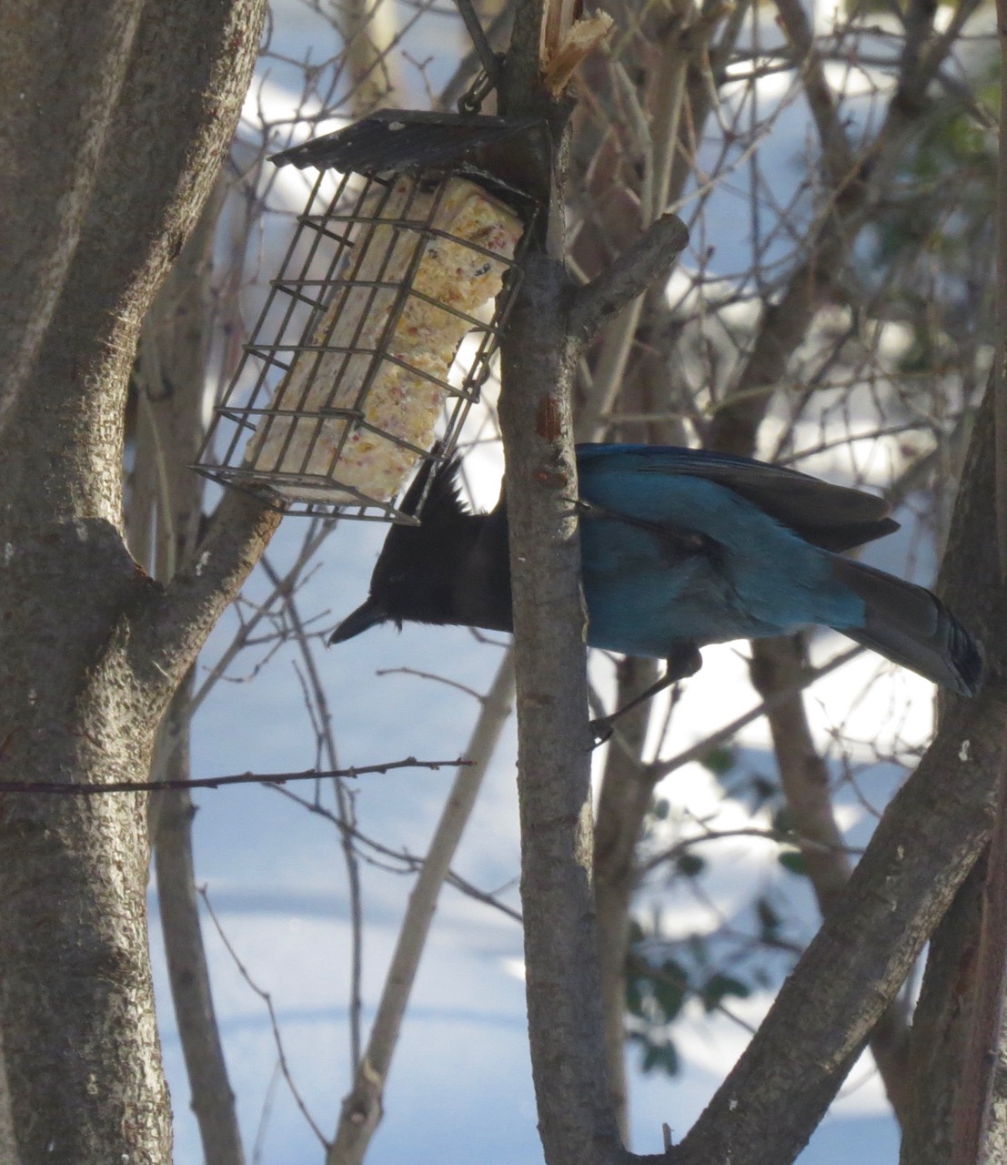 steller's jay