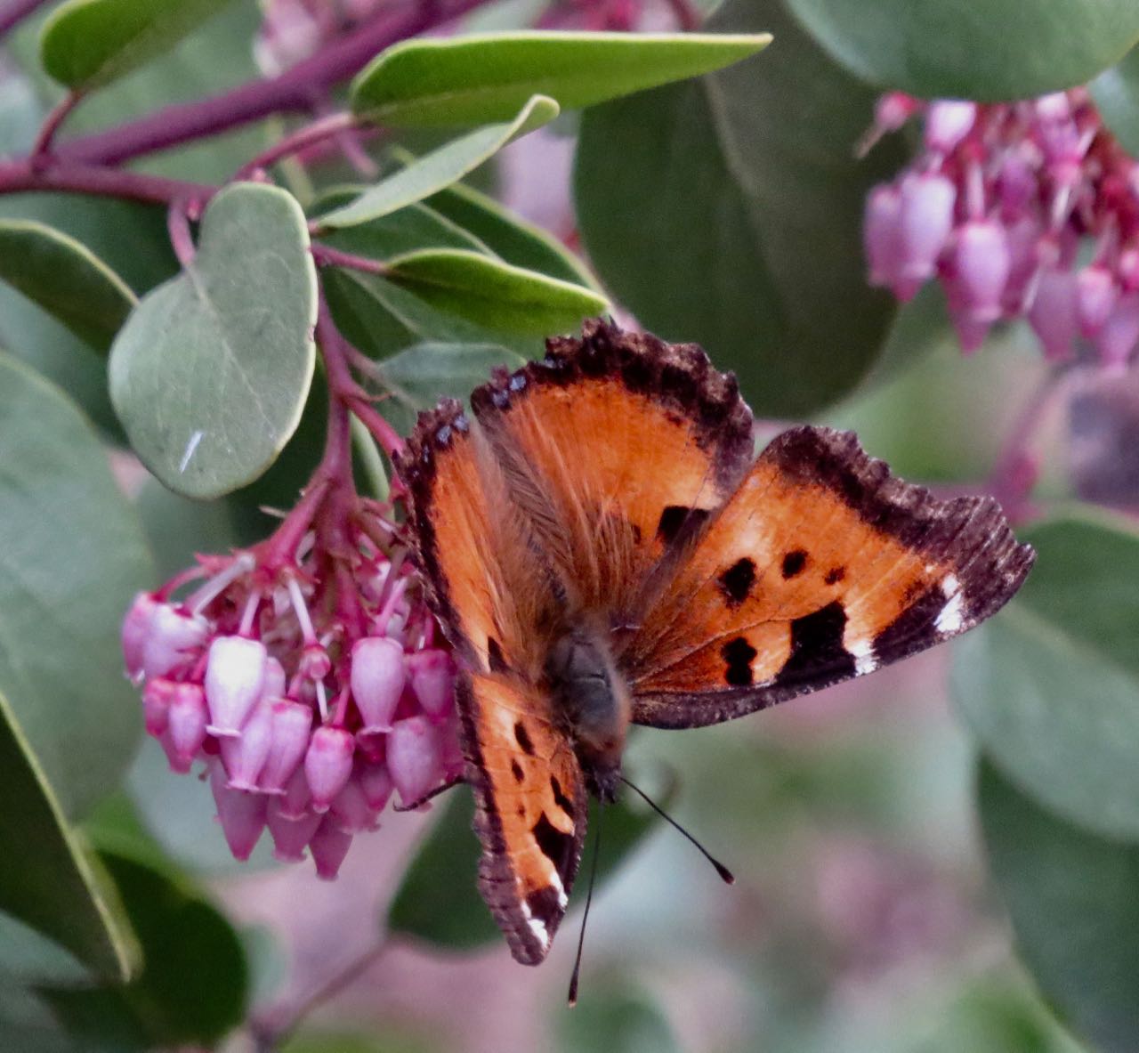 california tortoiseshell on manzanita