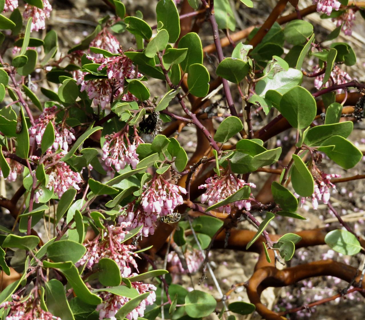 native bee manzanita 2