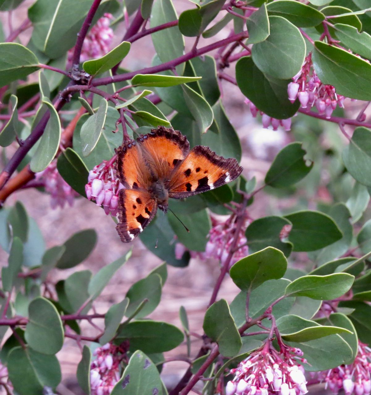 California tortoiseshell 2