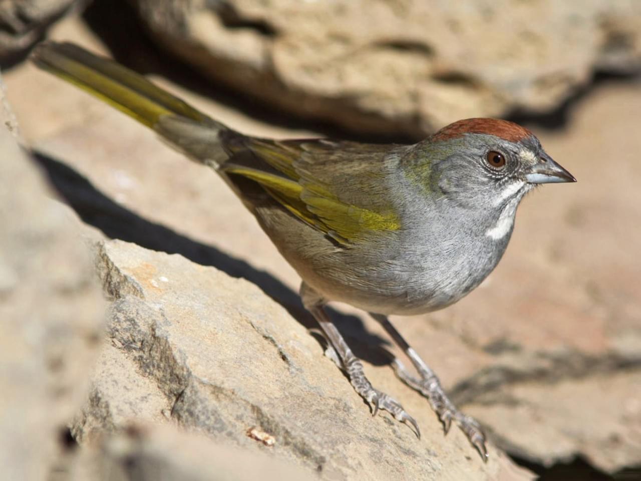 green-tailedtowhee--allaboutbirds