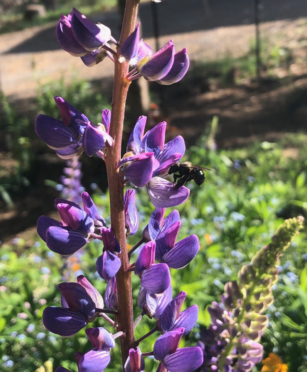 bee on lupine