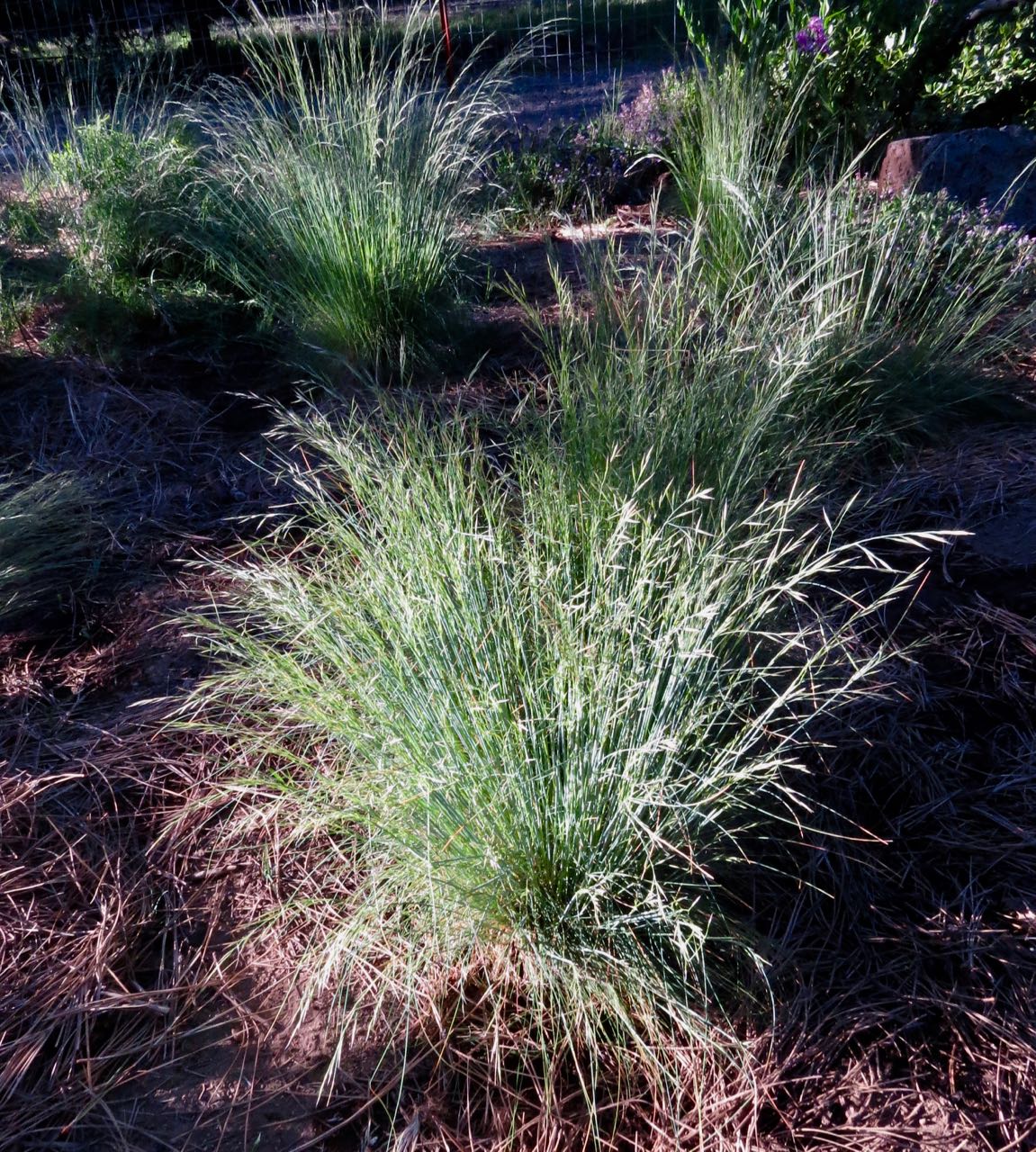 bunchgrass
