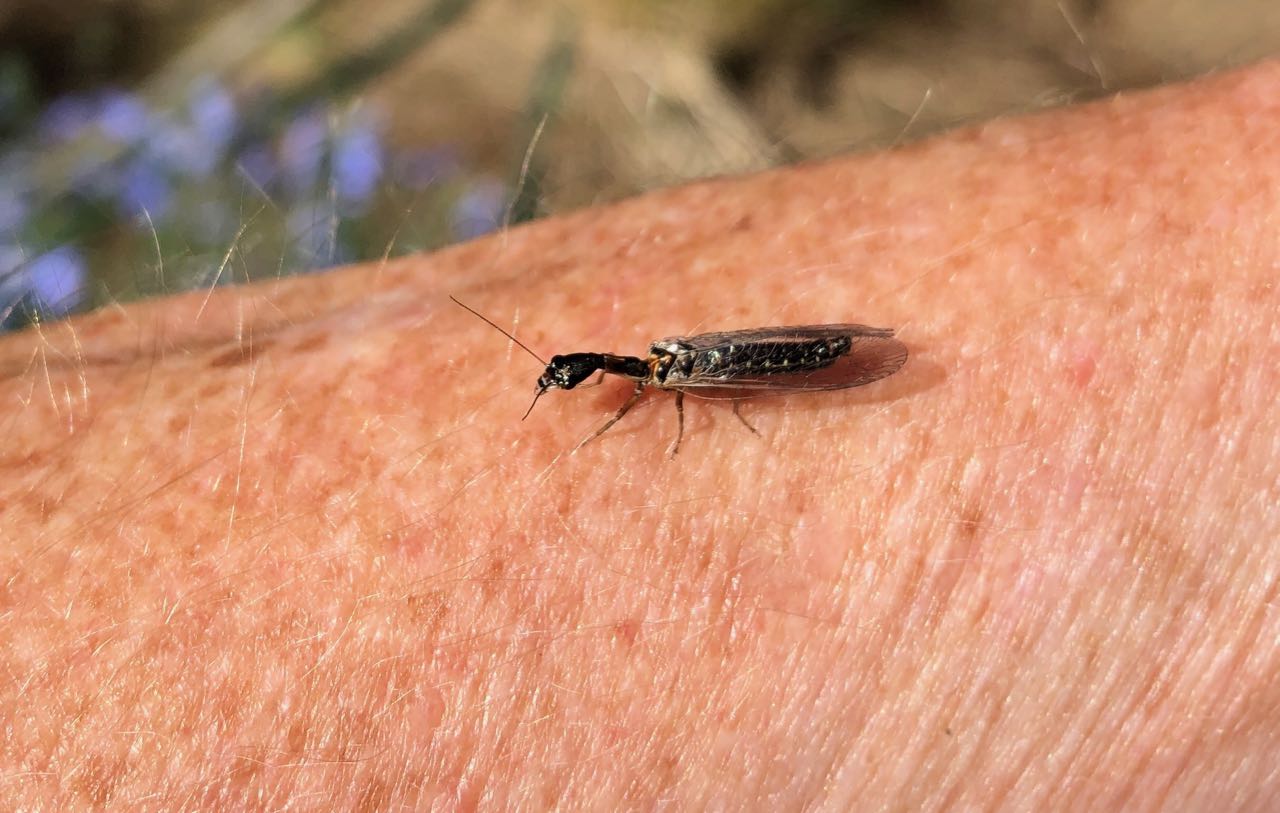 insect-unknown on my arm