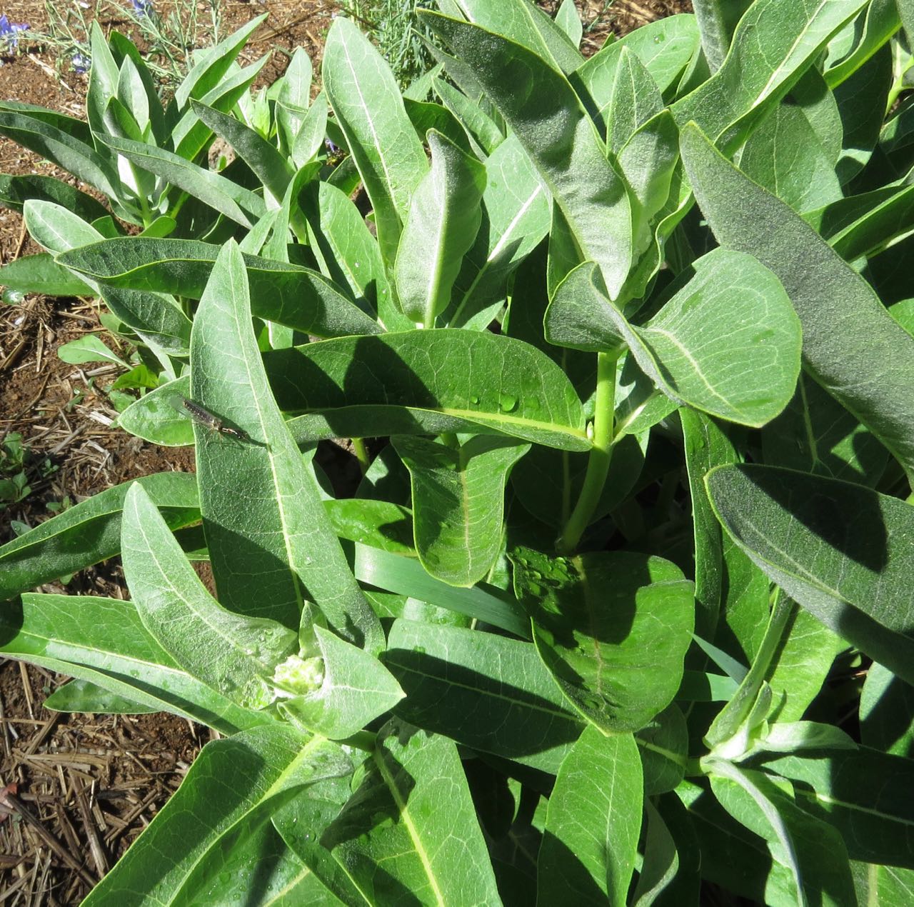 milkweed with insect