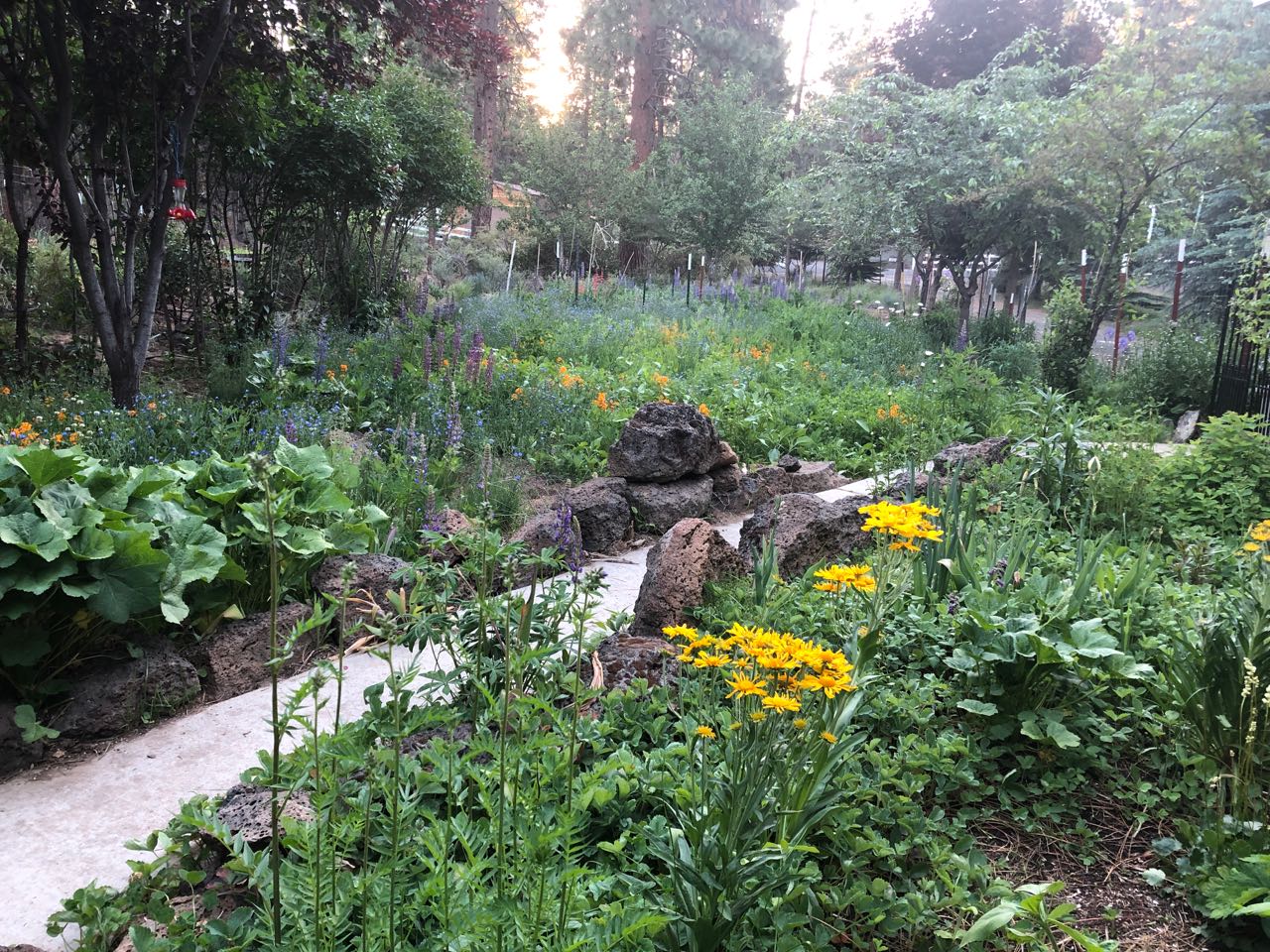 morning in our garden