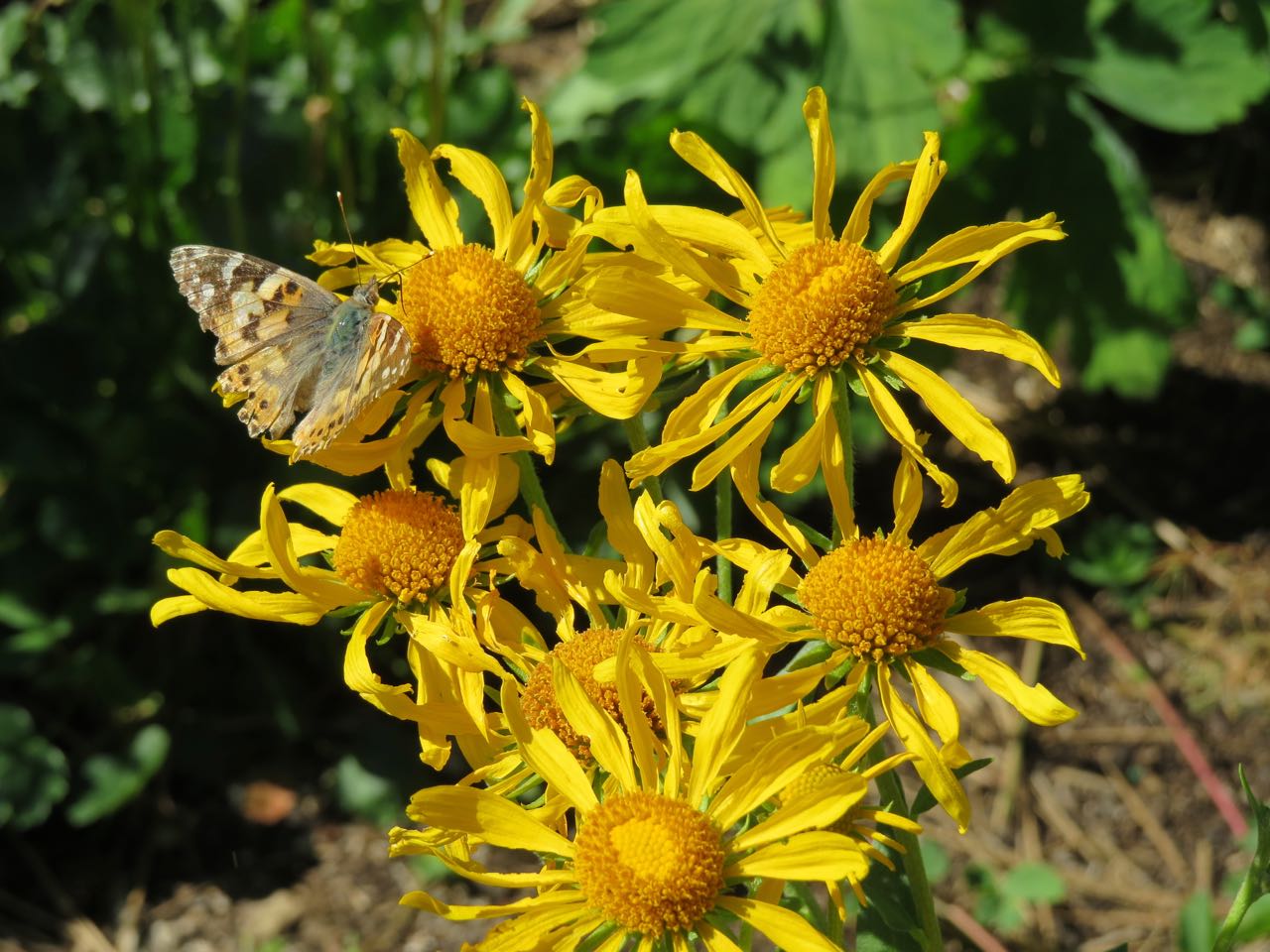 Painted Lady Butterfly 2