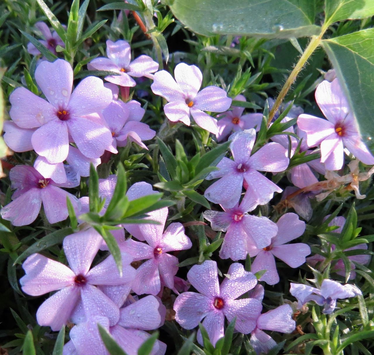 phlox