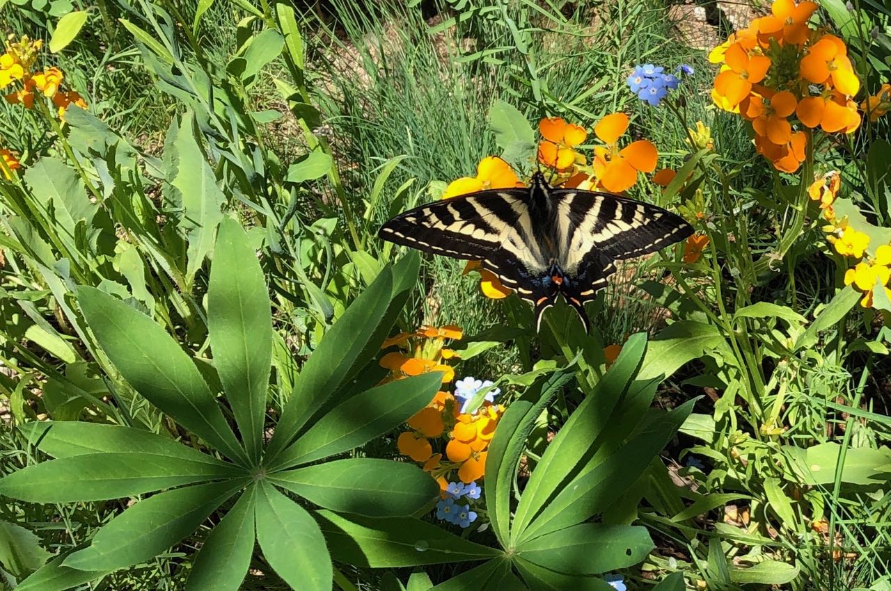swallowtail in garden 1