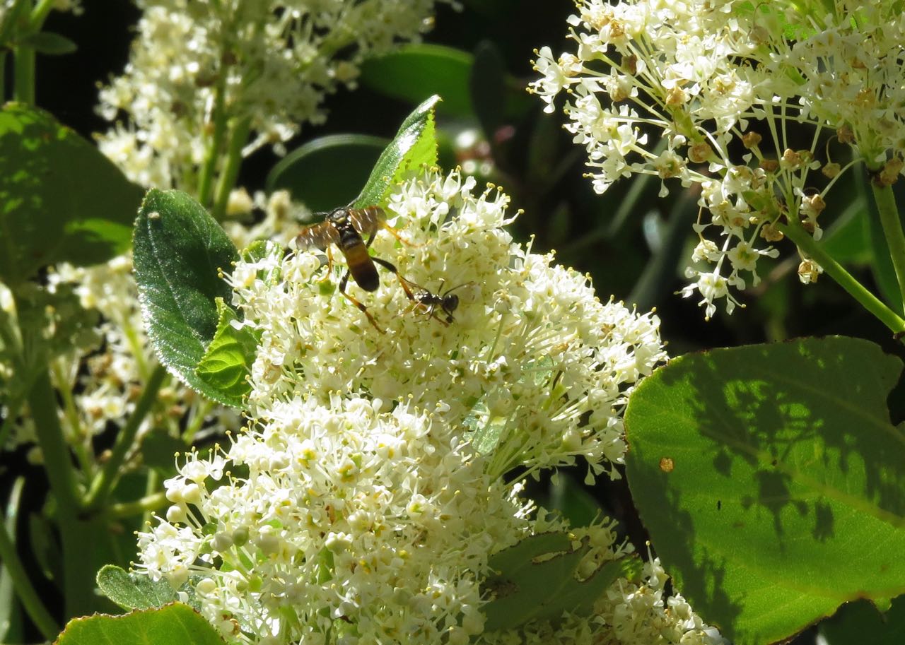 wasp & ant on ceanothus