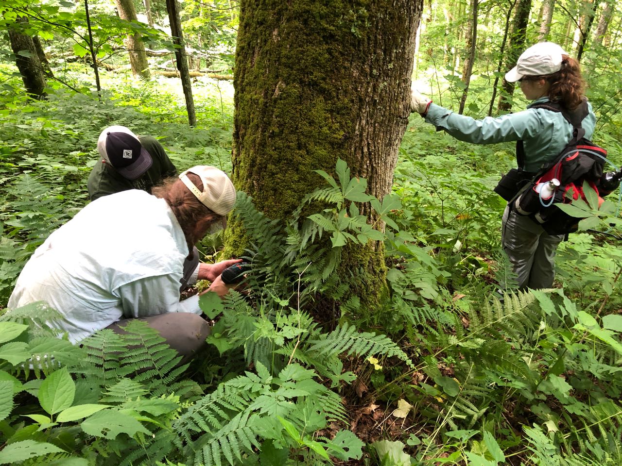 Ash tree crew at work