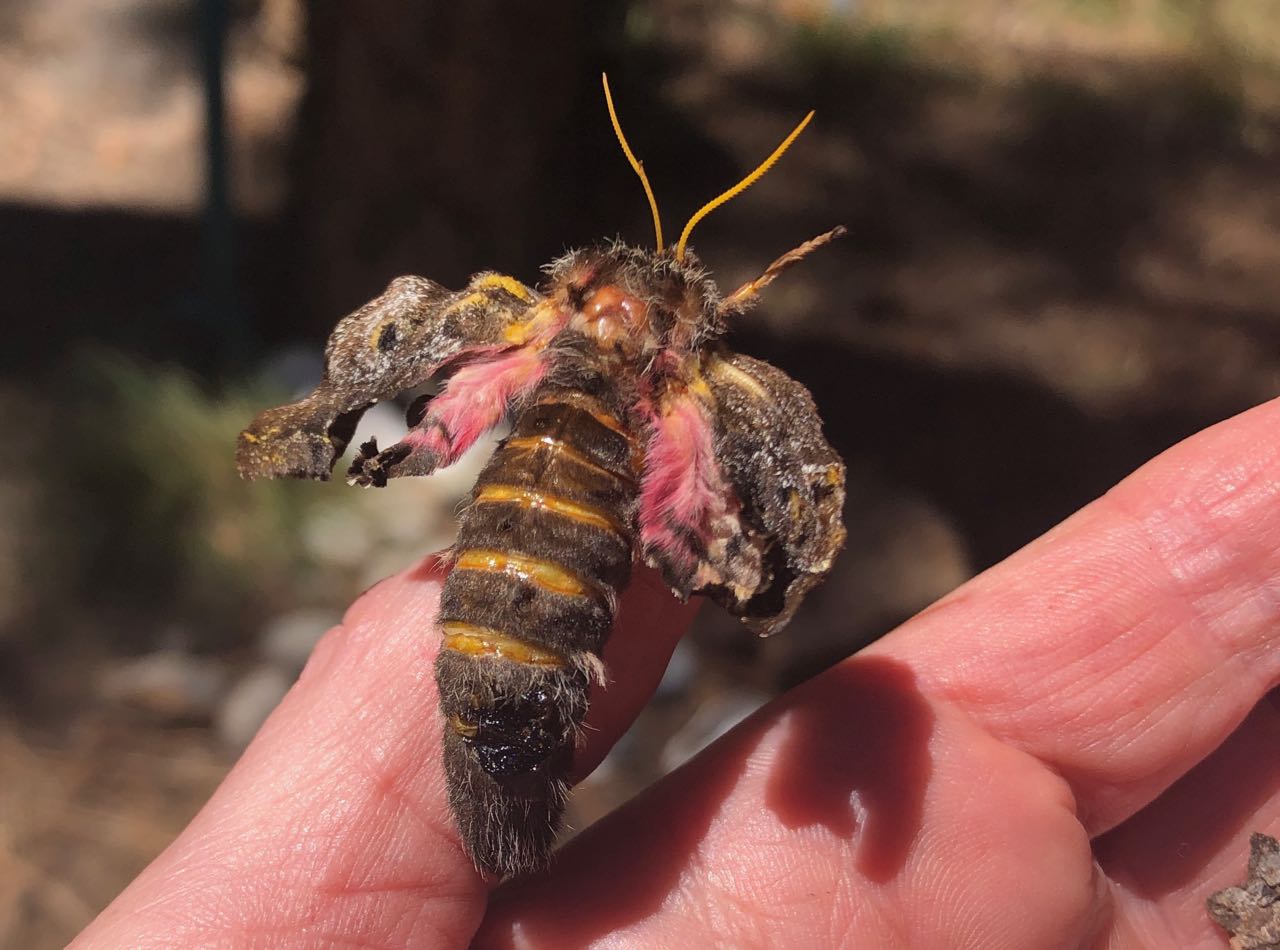 pandora-female growing wings-on hand