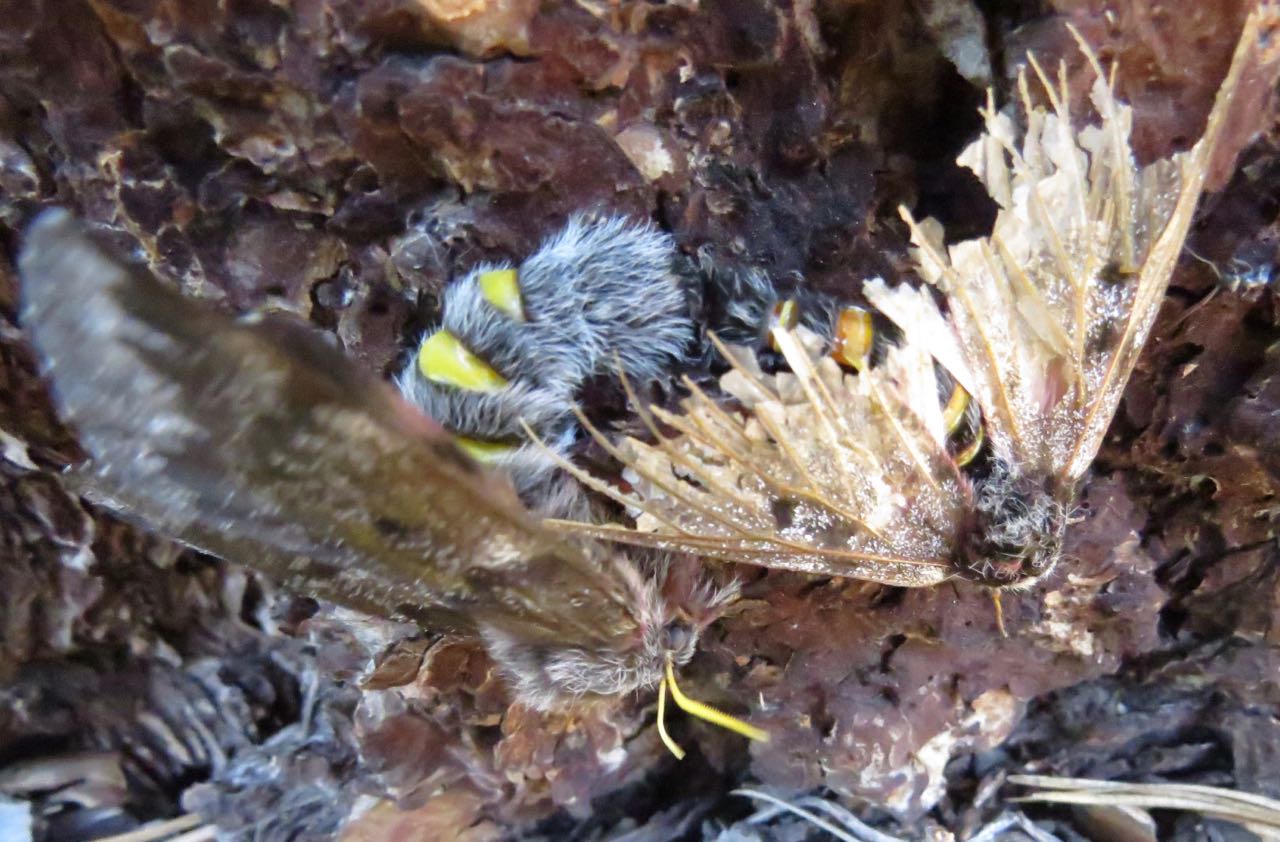 pandora mating-abdomens