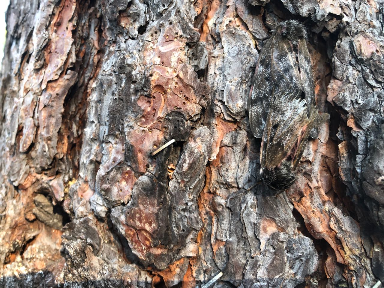 pandora moth- can you find?