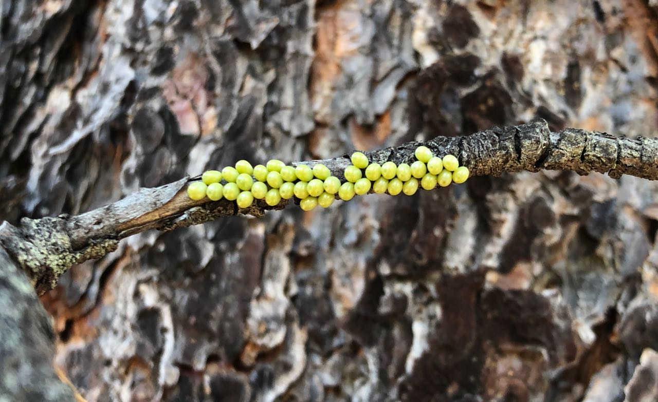 pandora moth eggs-horizontal