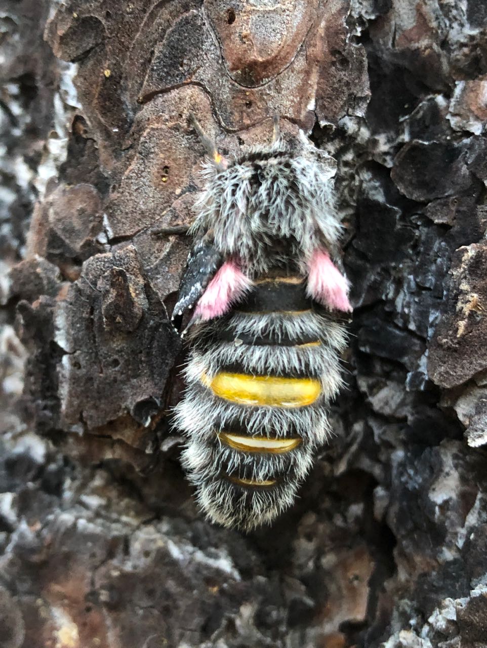 pandora moth- growing wings