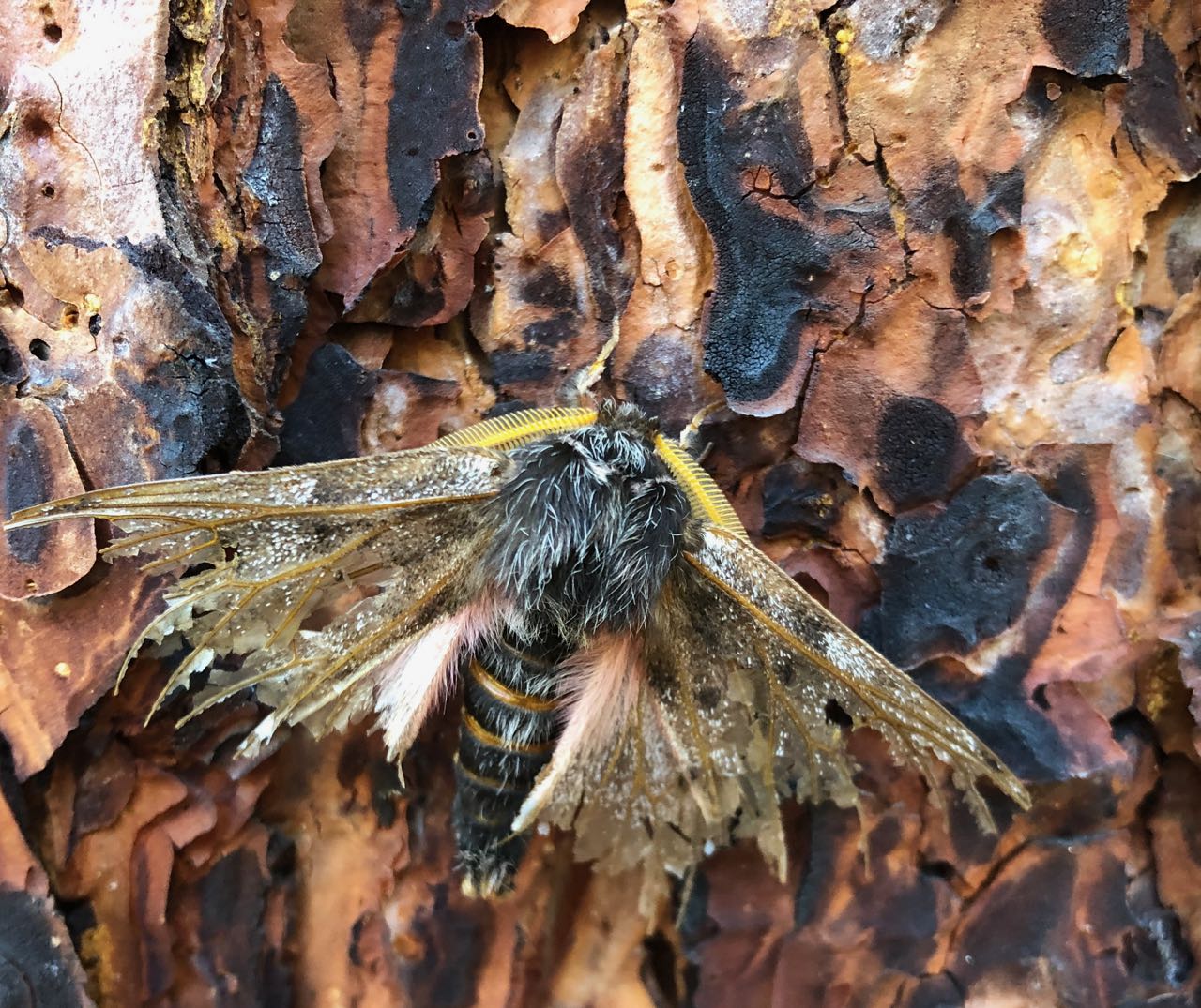 pandora moth male