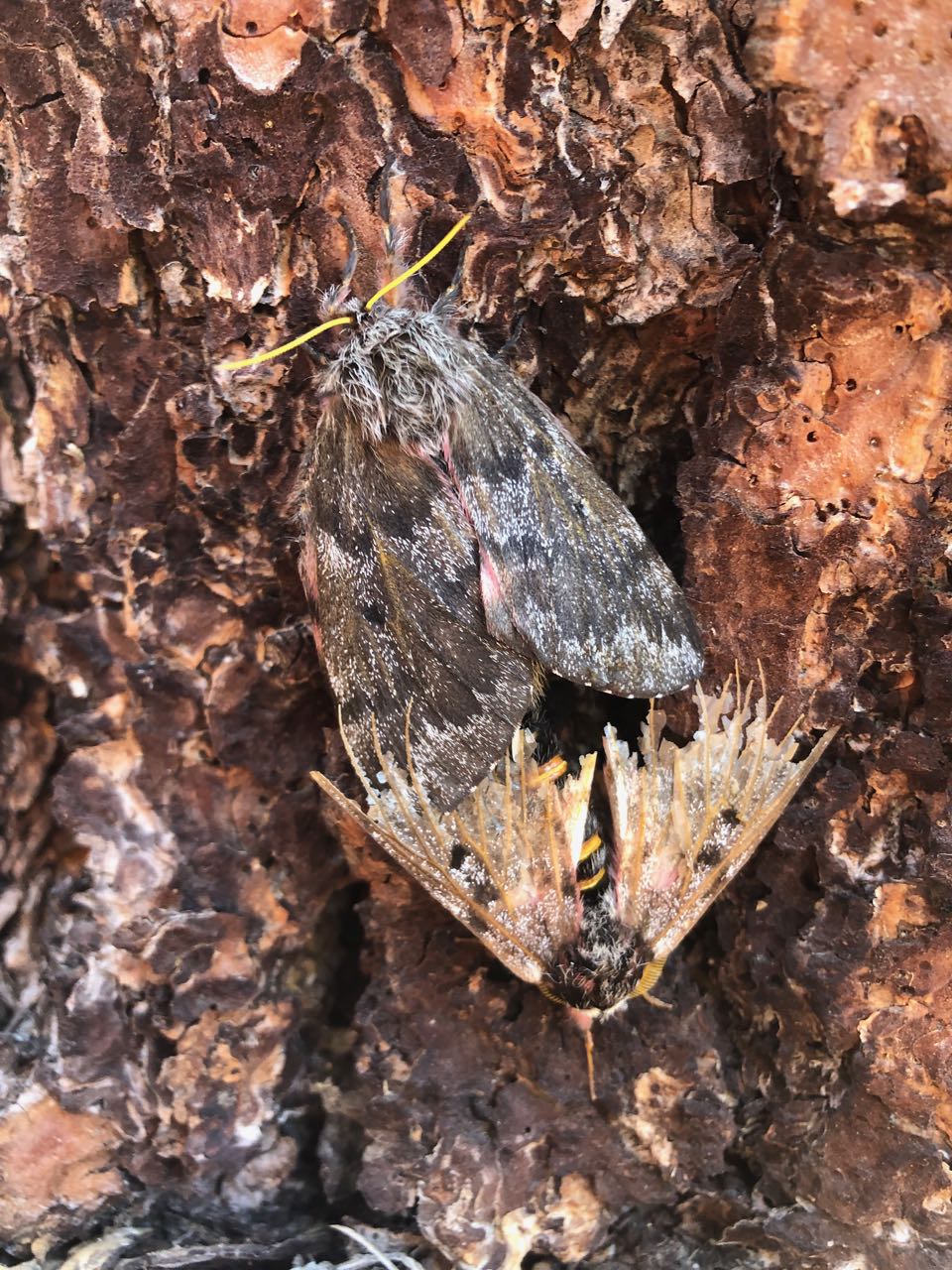 pandora moth mating