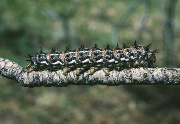 pandoramoth caterpillar