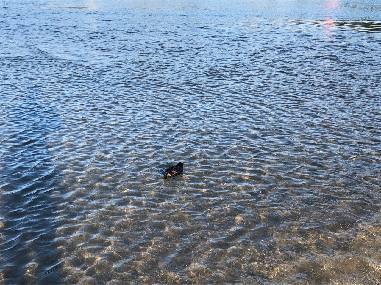 auklet swims