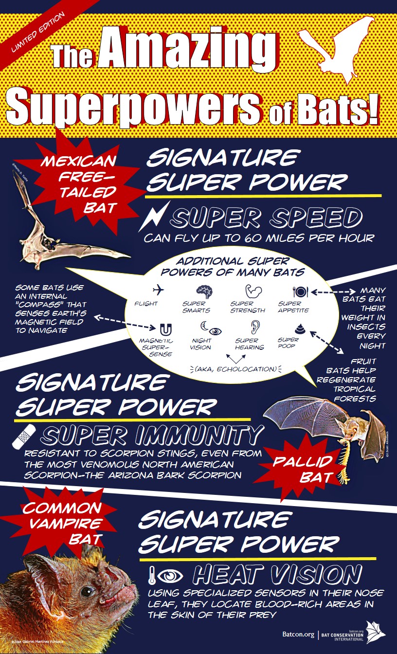 BatsareSuperHerosinfographic
