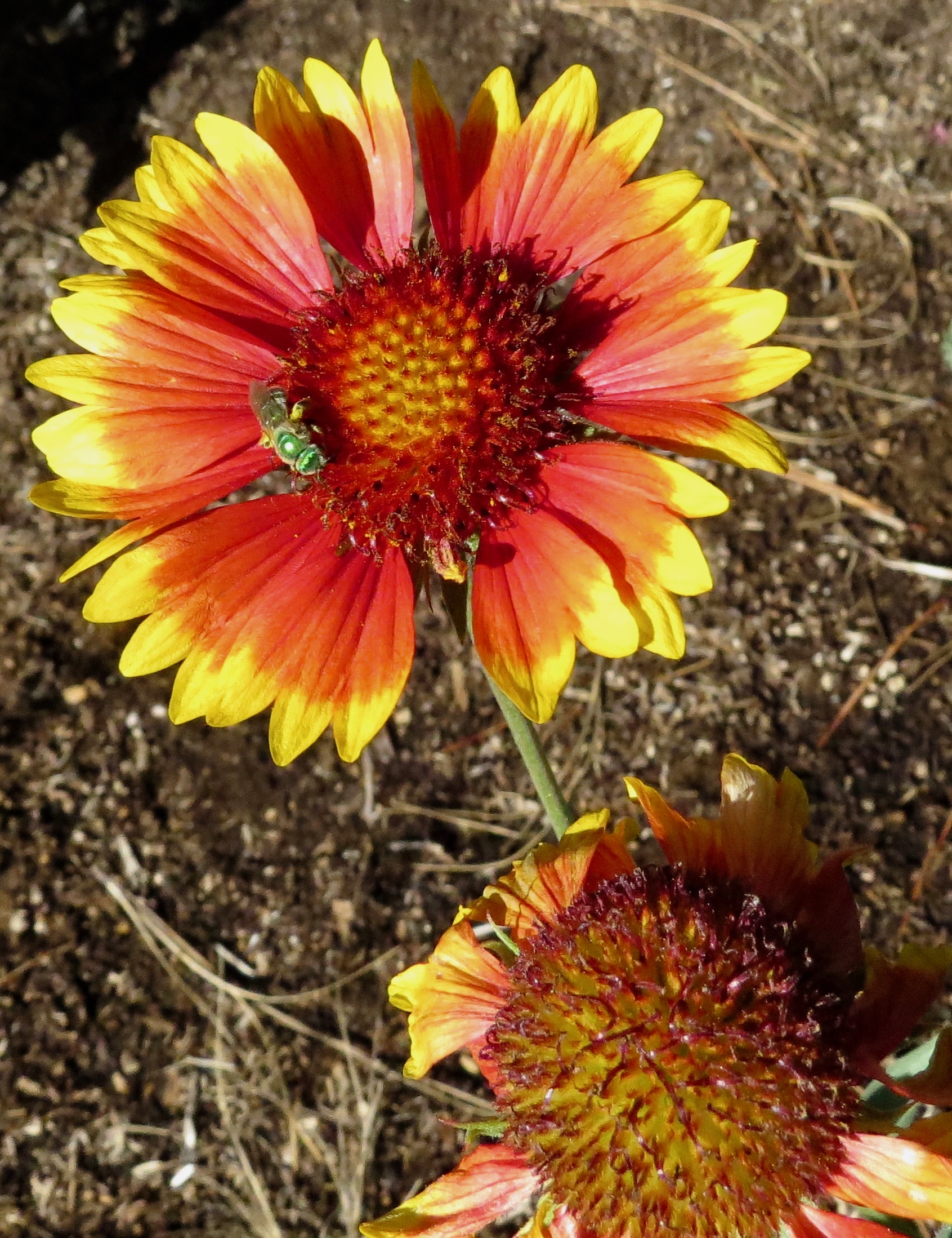 blanketflower with pollinator
