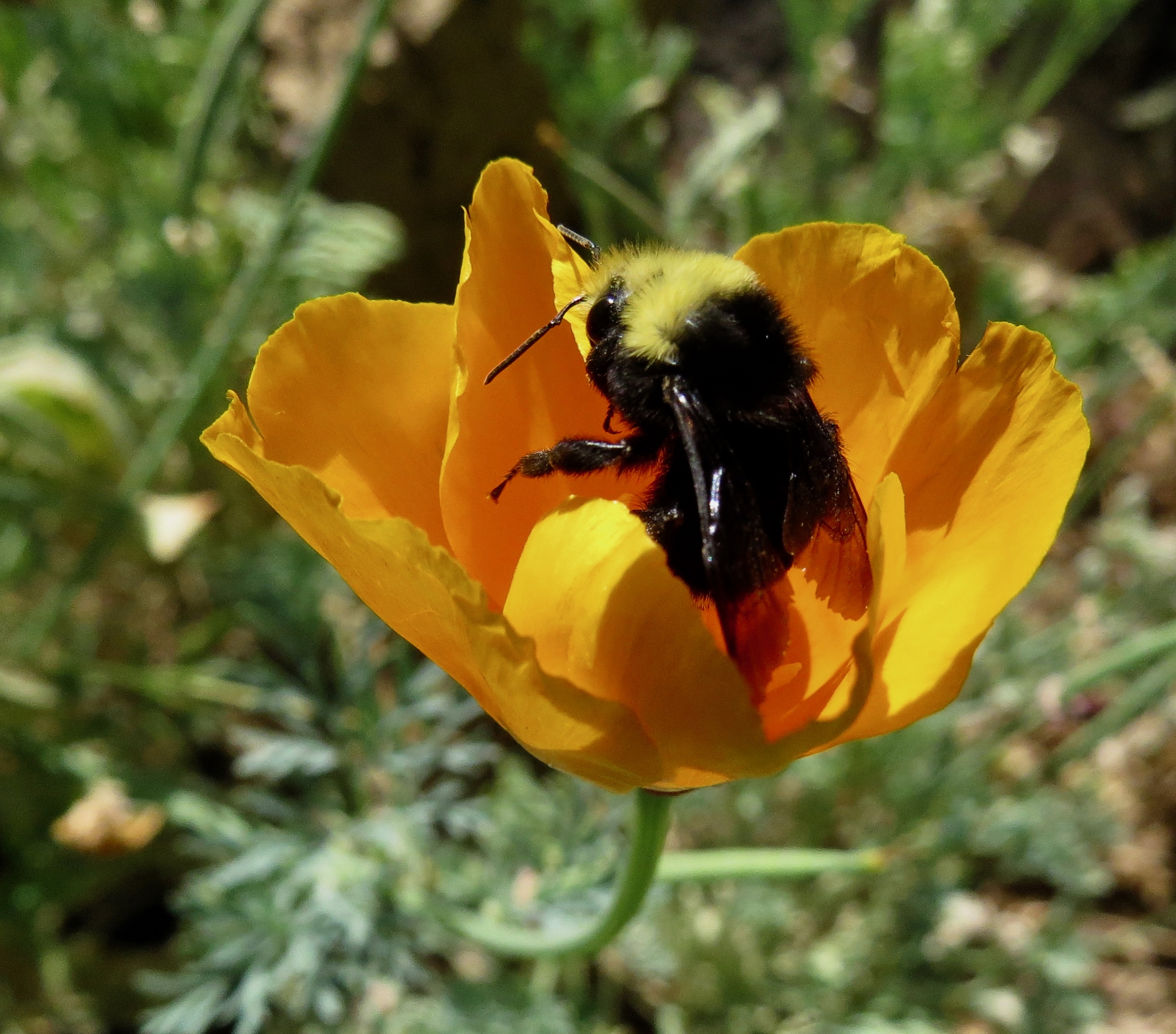 california poppy with bumblebee