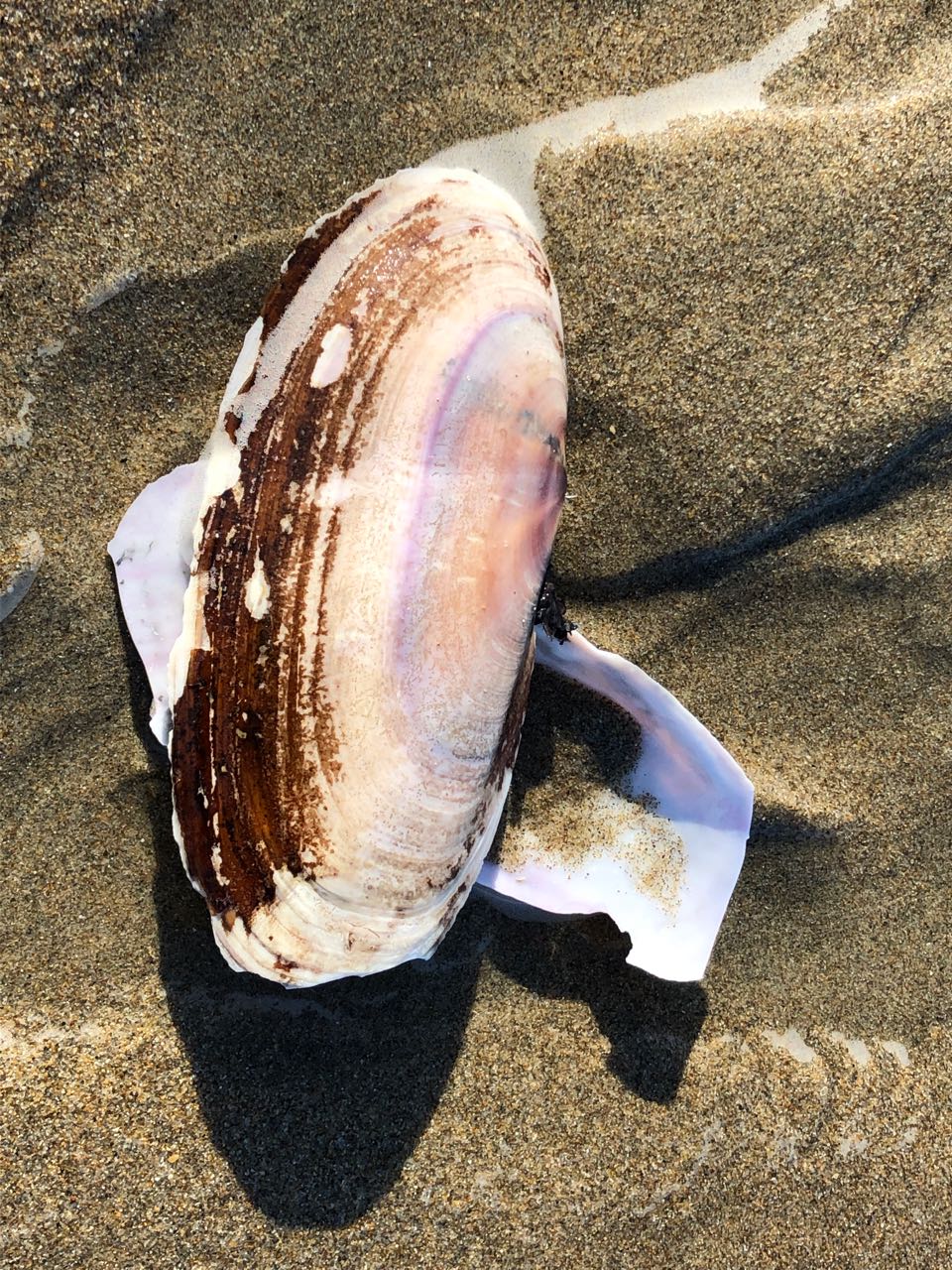 clam shell