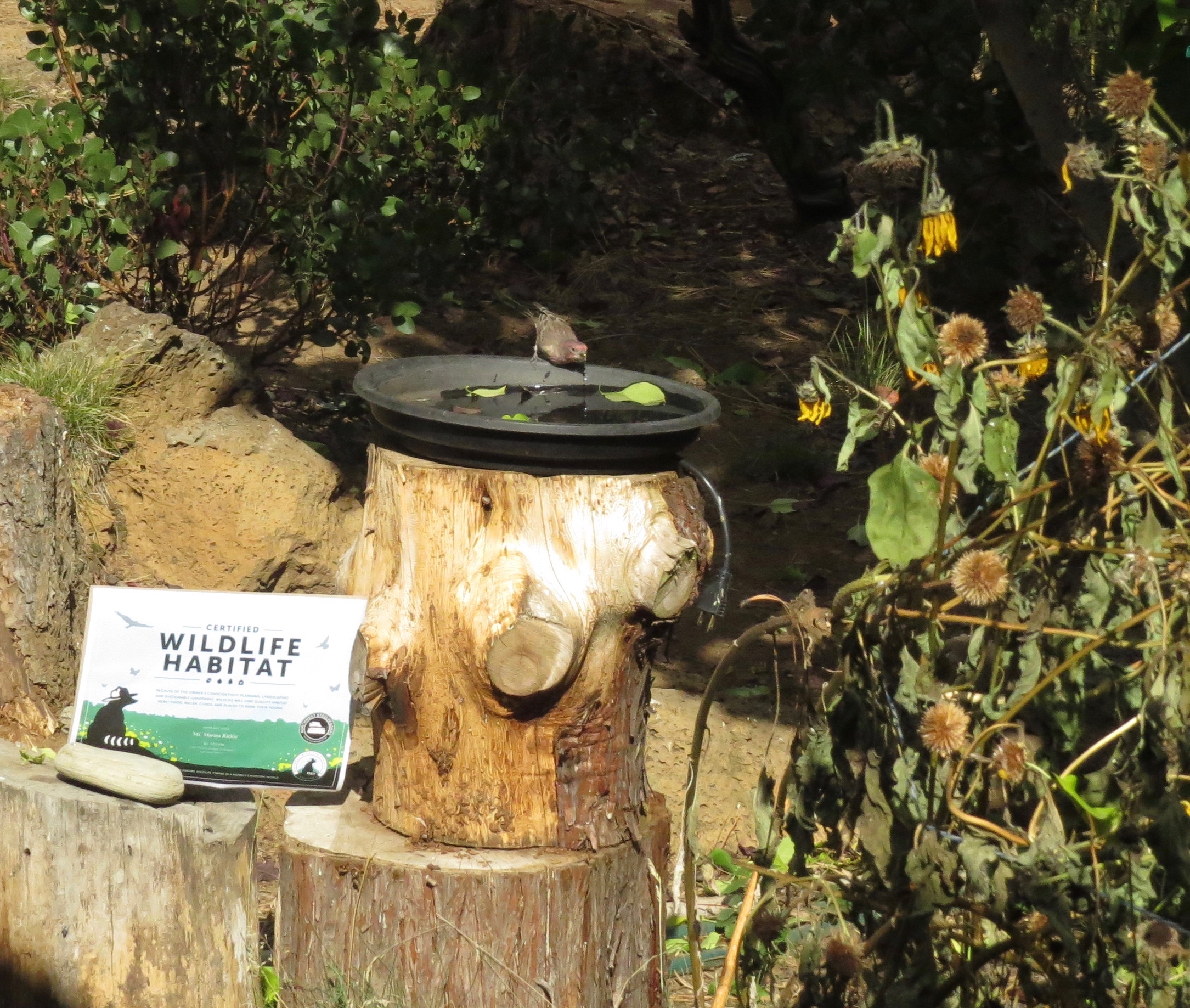 finch drinking water with sign