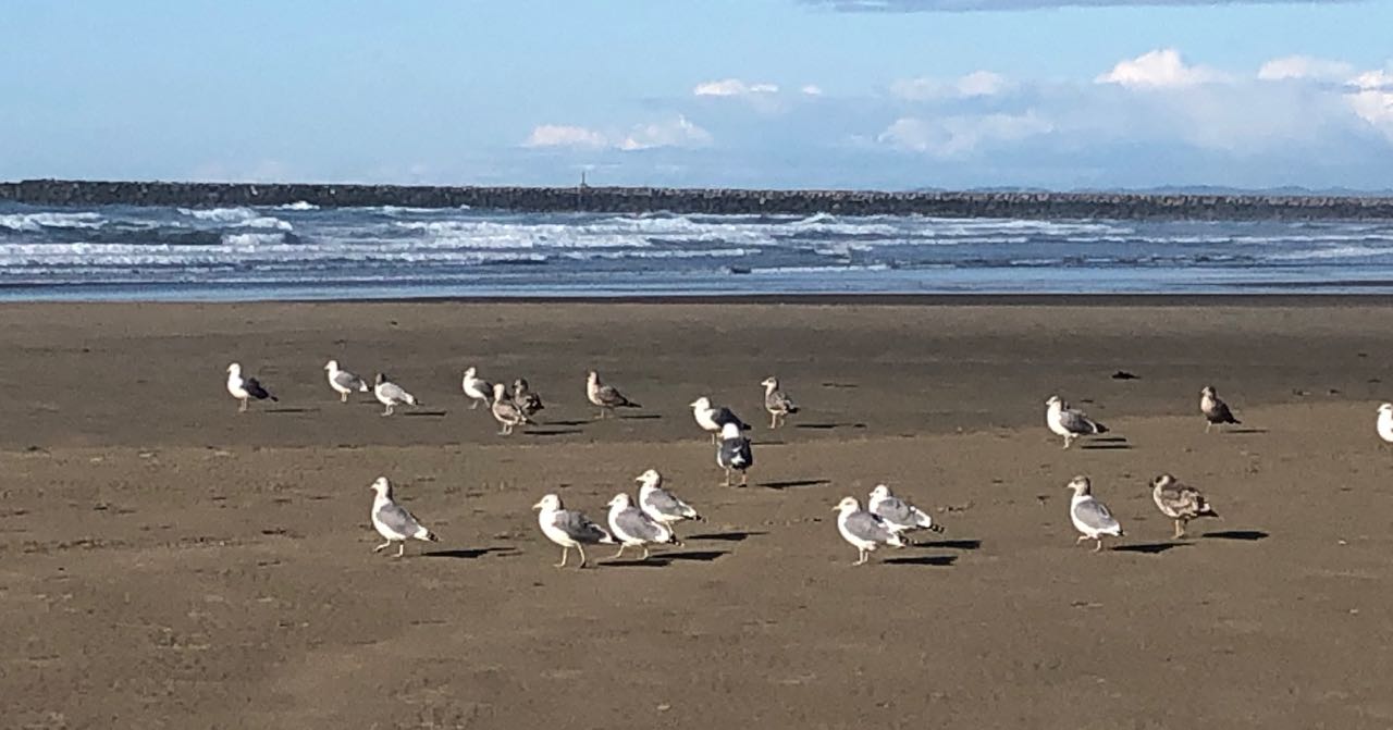 gulls