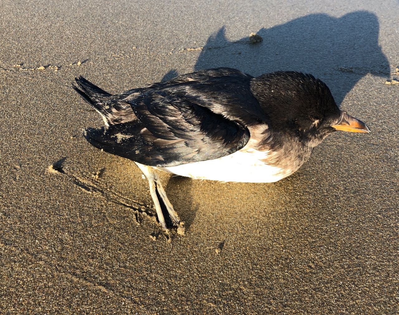 Auklet chick