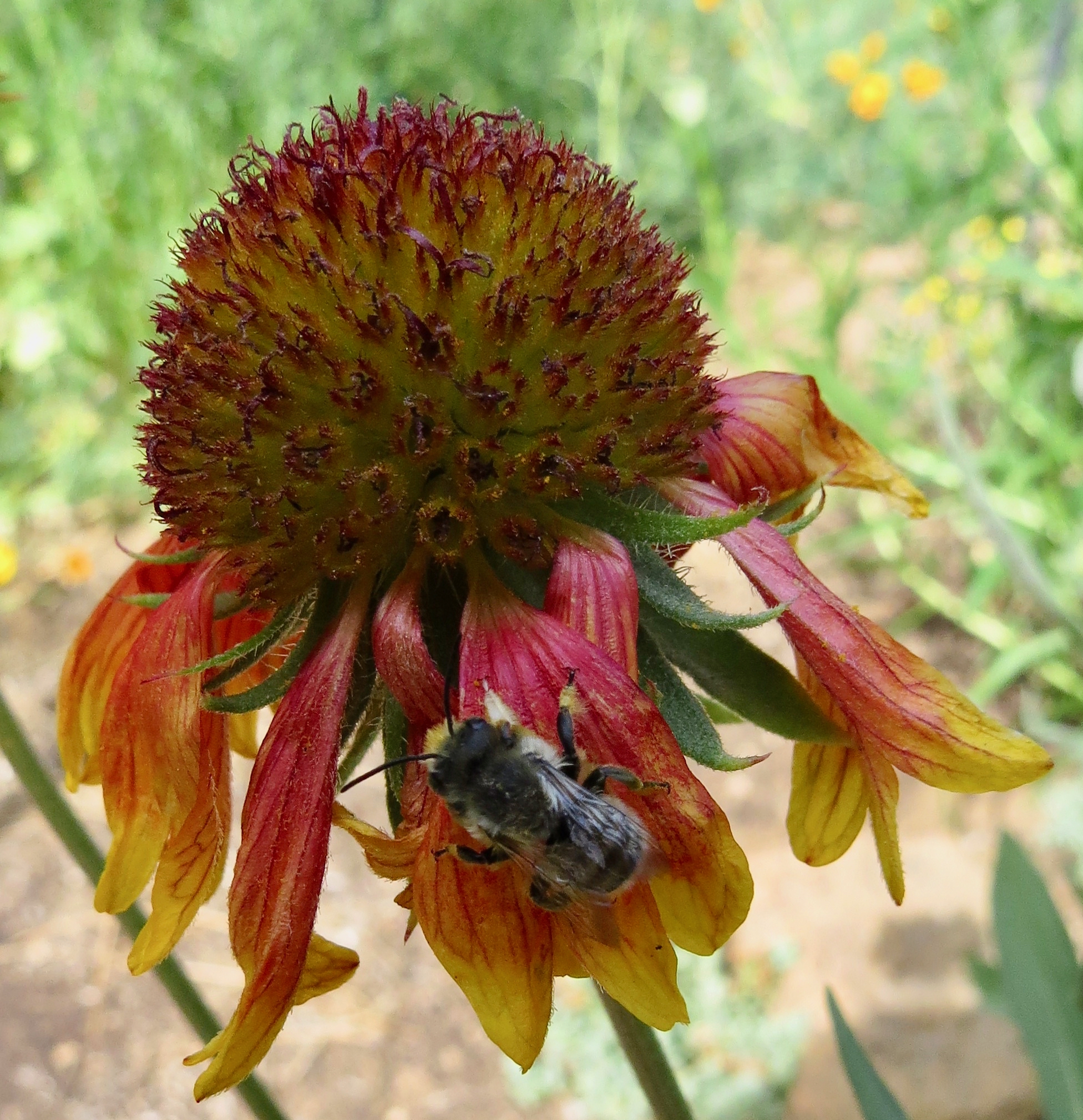 native bee on blanketflower.jpg