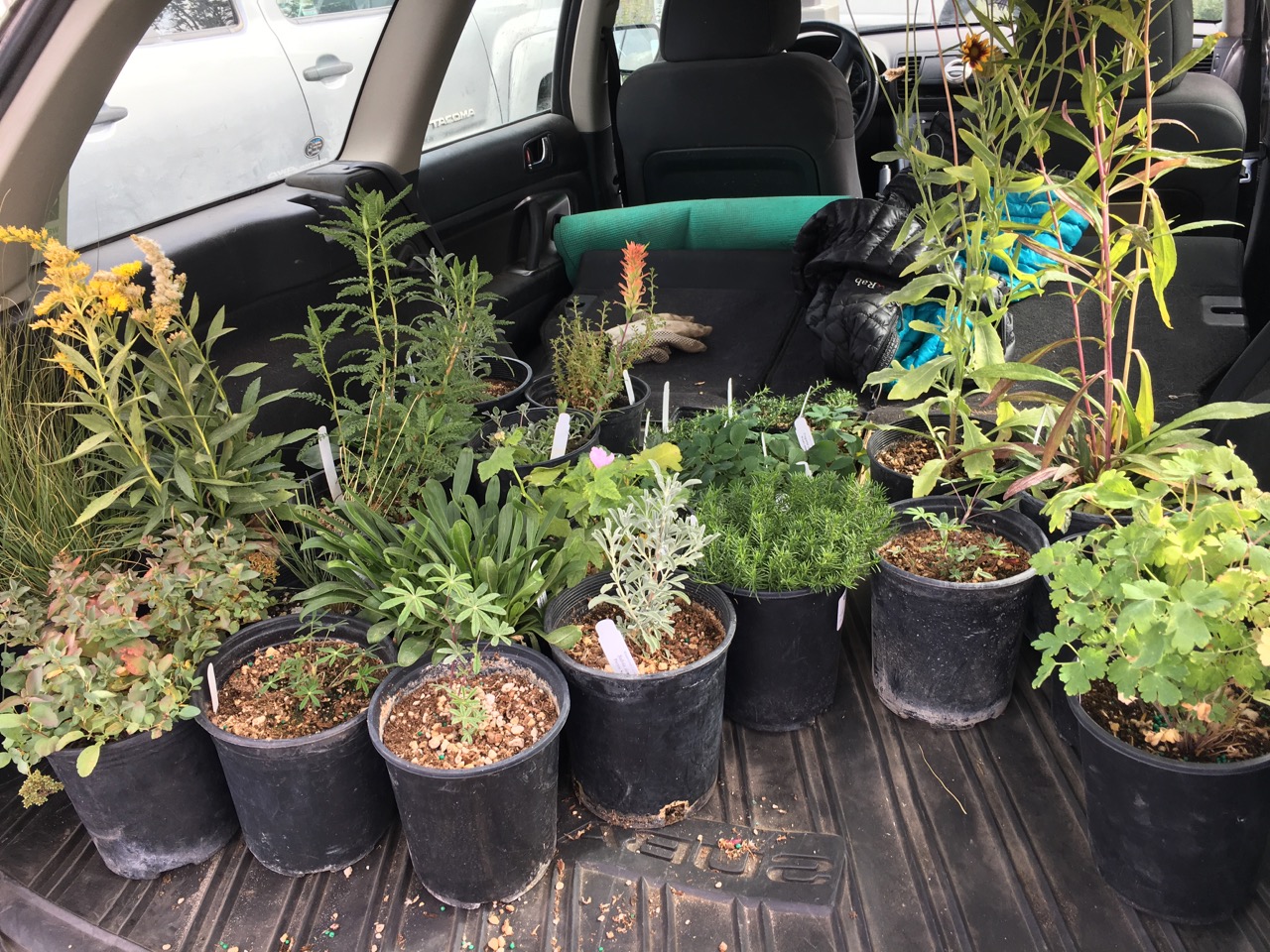 native plants in car--Sept. 2017