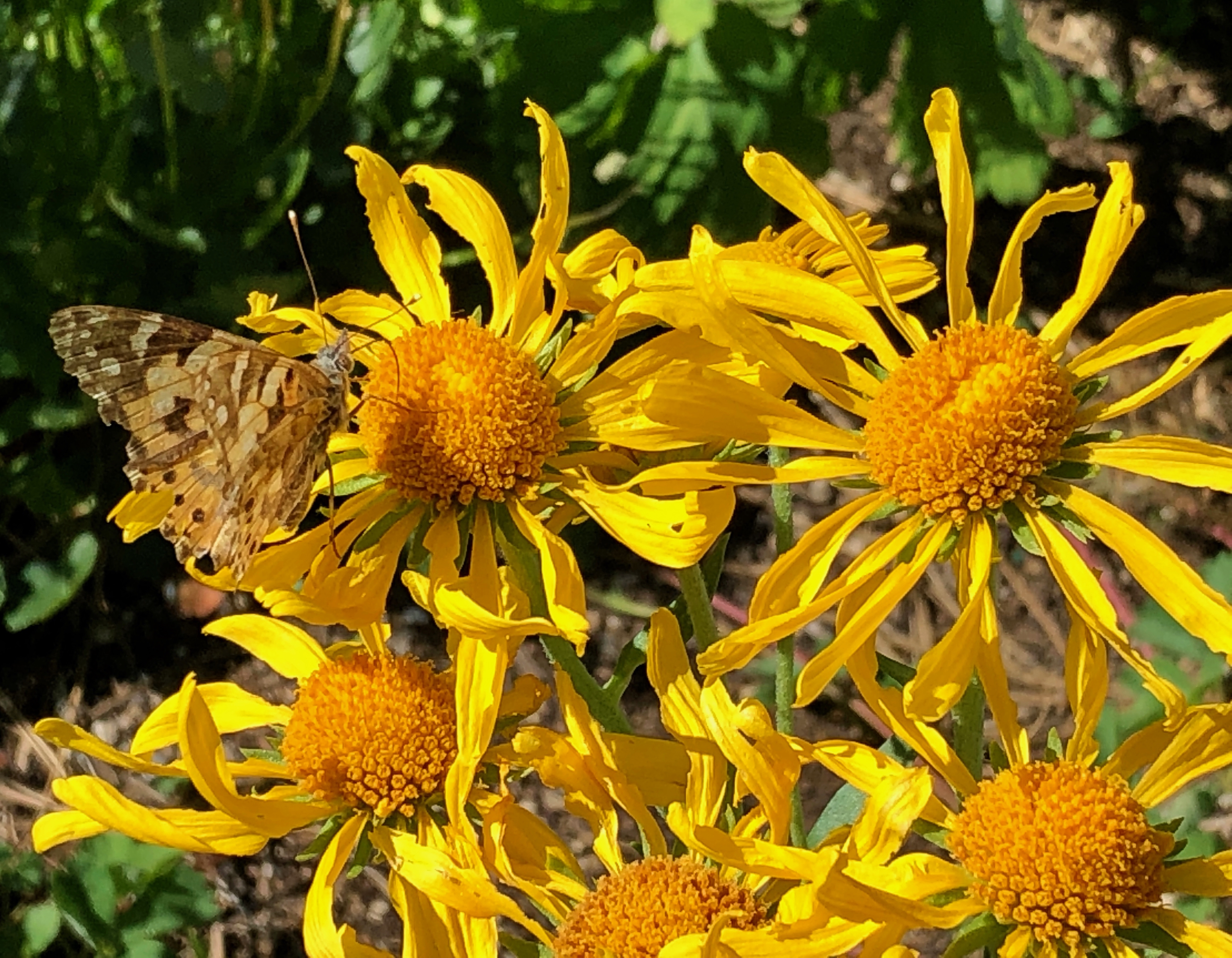 painted lady butterfly on yellow flower