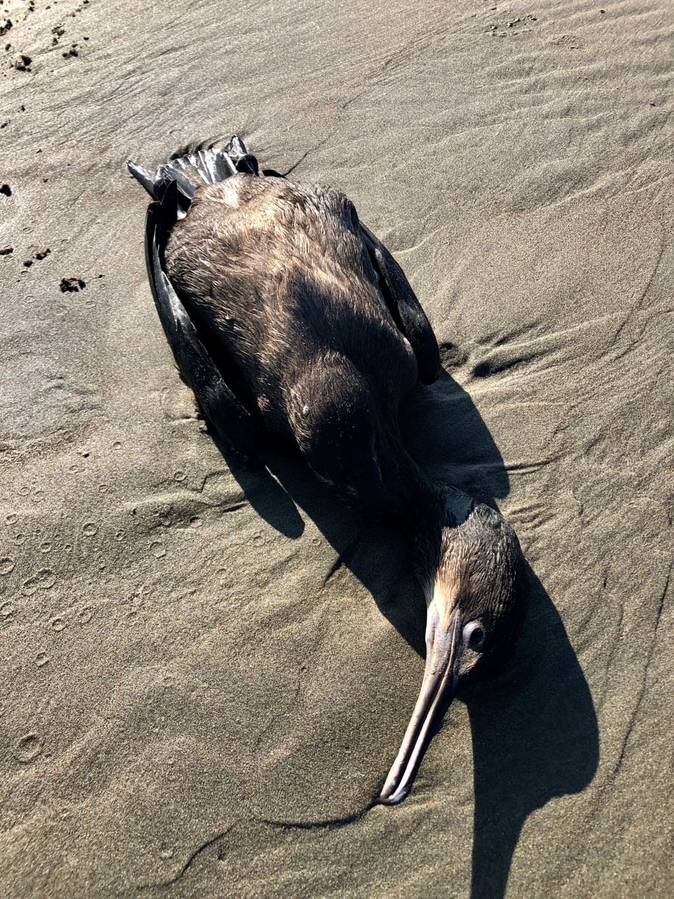 pelagic cormorant-dead