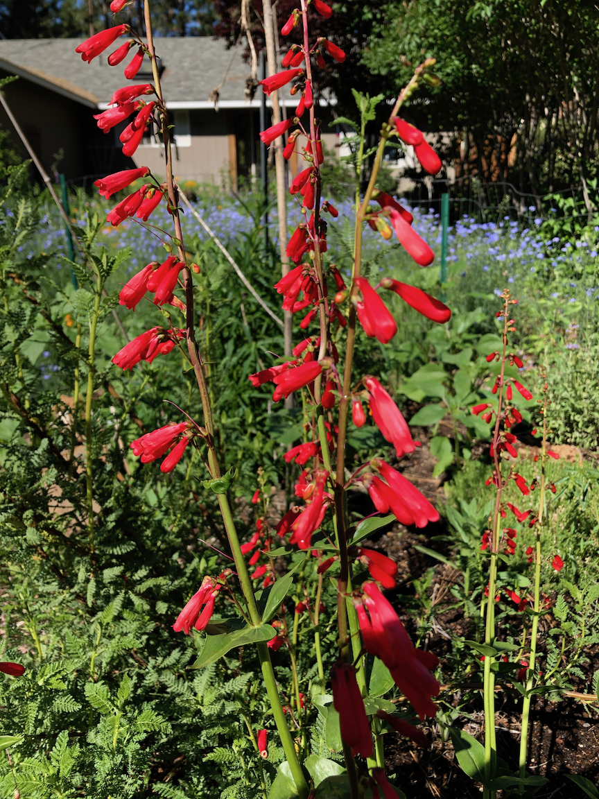 penstemons yard june 2019